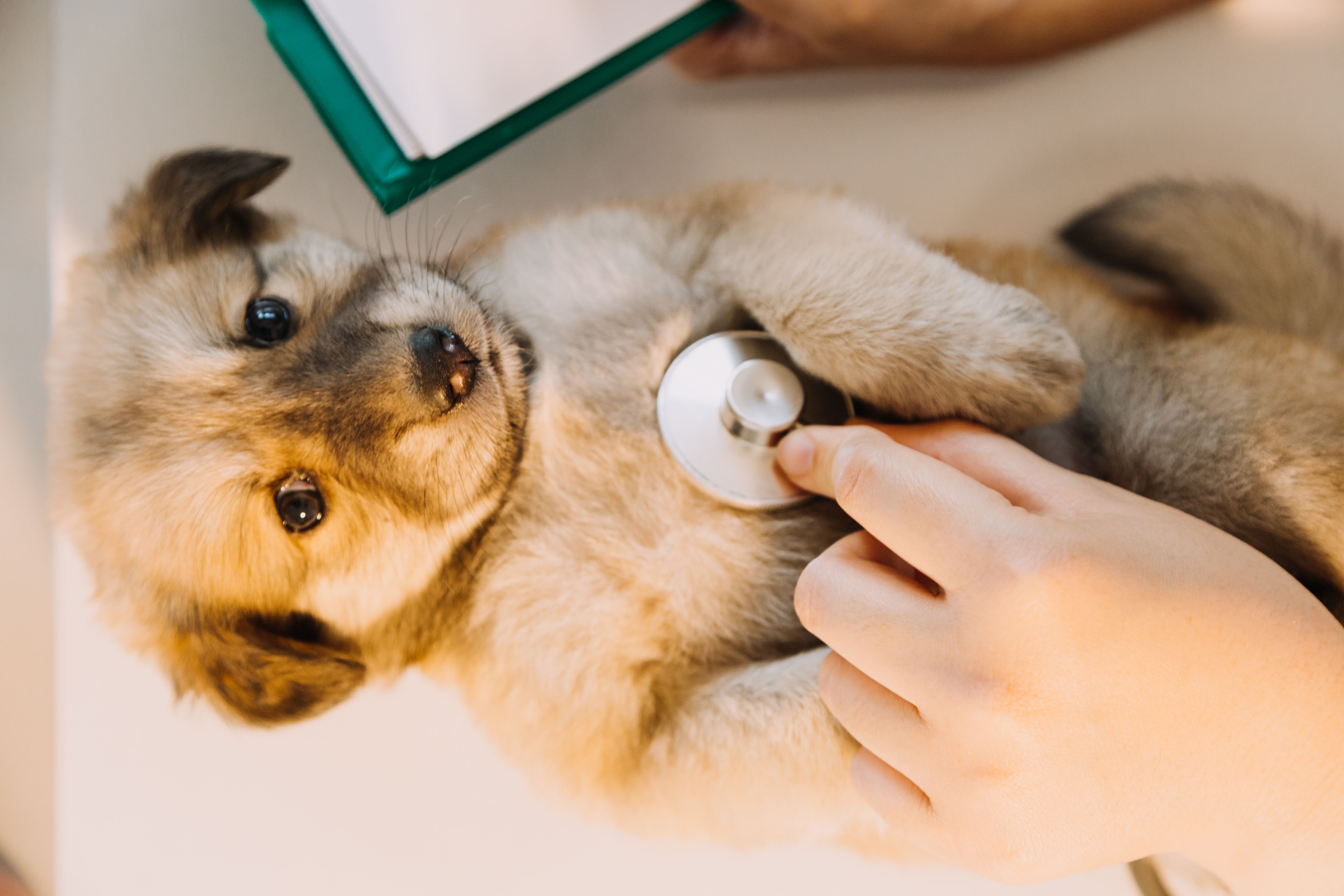 Cardiologia Veterinária