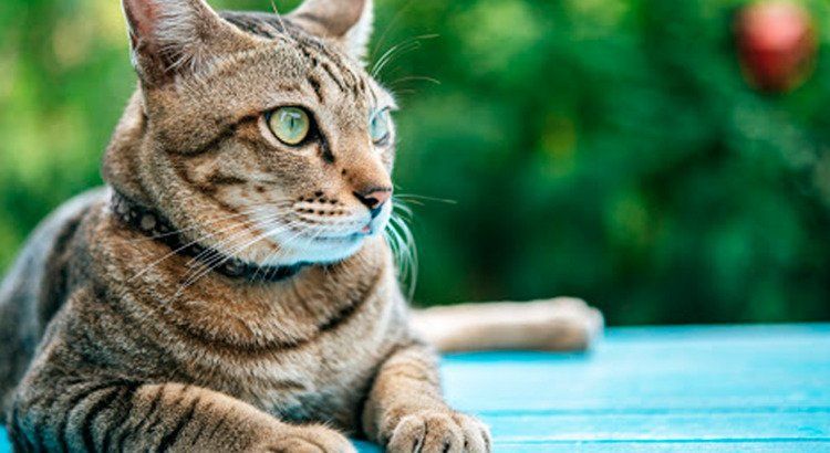 Medicina Felina Landing Image